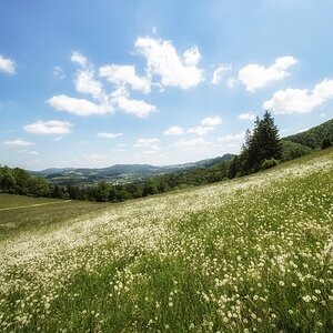 Pusteblumen