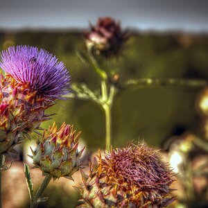 Distel