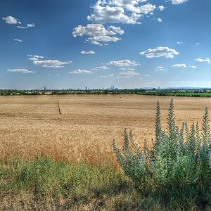 Fields of gold...