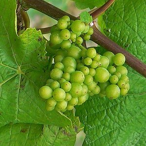 Junger Wein