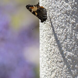 Kleiner Fuchs Schatten