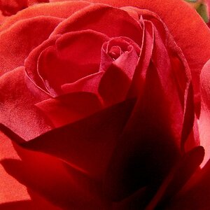 Blätter der Rose