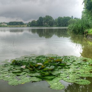 Seerosen