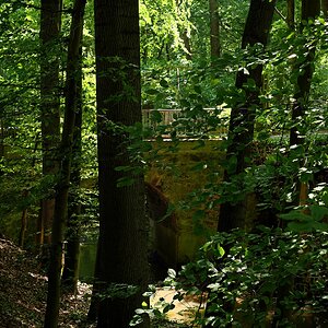 Im Wald versteckt