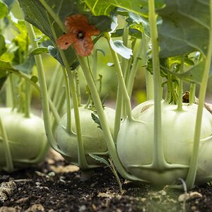 Kohlrabi