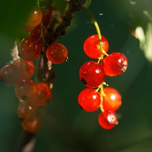 Johannisbeeren