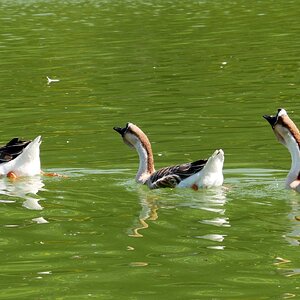 Wasserballett