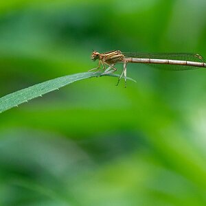 Macro time 3 - Blaue Federlibelle