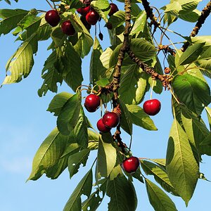 Le Temps des Cerises