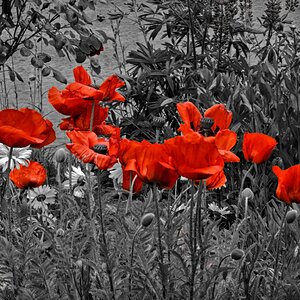 Roter Mohn