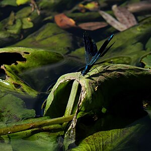 Wasserjungfer
