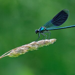 Macro time 4 - Blauflügel Prachtlibelle