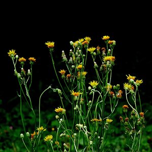 Wiesenblumen im Garten