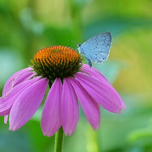 Sommer