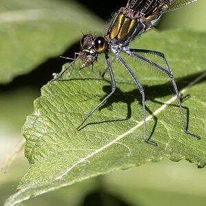 Libelle beim Frühstück