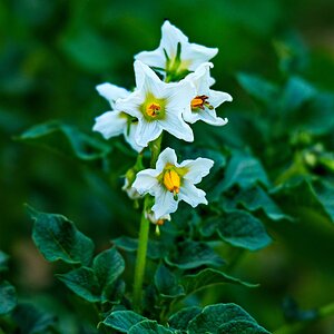 Kartoffelblüte.