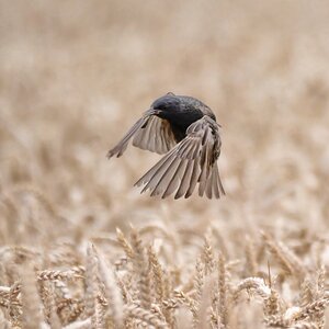 Landeanflug