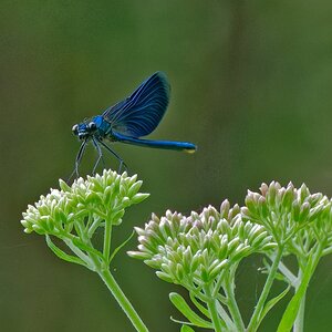 Macro time 7 - Blauflügel Prachtlibelle