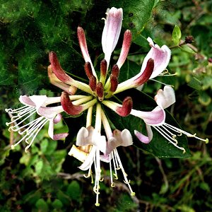 Geißblatt