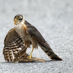 Sperber (M) krallt sich einen jungen Spatz