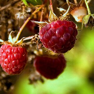 Himbeeren
