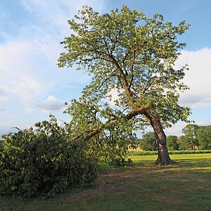 Windbruch I