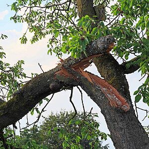 Windbruch II