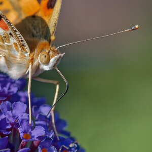 Macro time 8 - Distelfalter