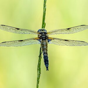 Vierfleck Libelle