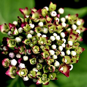 Hortensie