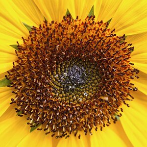 Sonnenblume