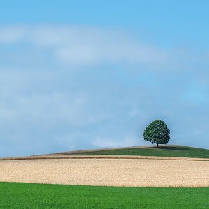 Ein Baum