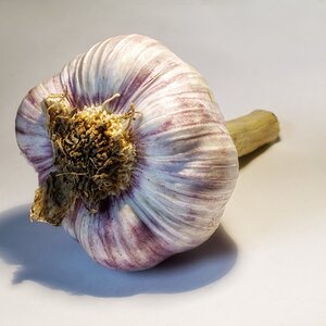 Knoblauch