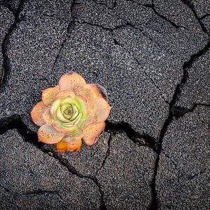 Lava (11)
