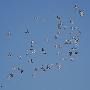 Schwarmgeist