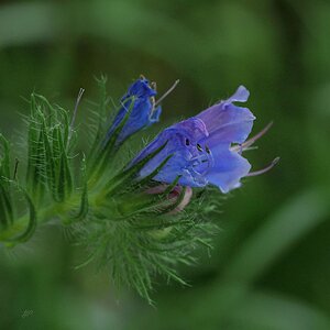 Blaublütig