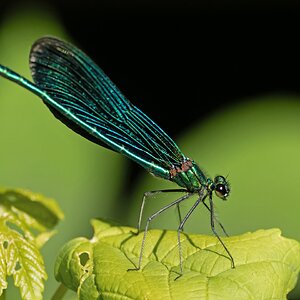 Blauflügel-Prachtlibelle