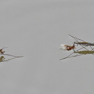 Wasserläufer mit Beute