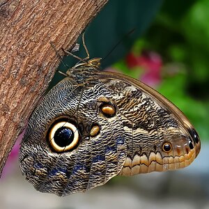 Das Auge