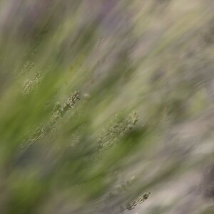 Lavendel