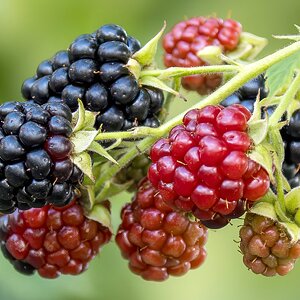 Brombeeren