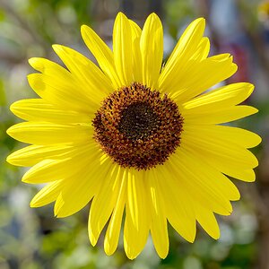 Sonnenblume