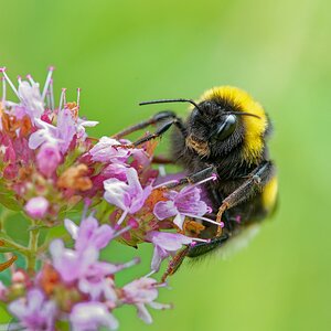 Hummel