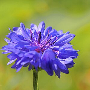 Kornblume
