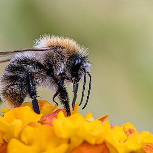 Hummel