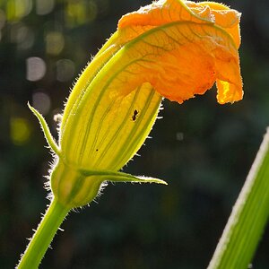 Zucchini