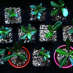 Meine Adenium Obesum.