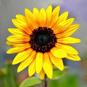 Der Sonne zugewandt