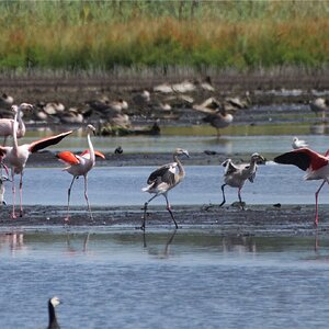 Der Flamingo-Nachwuchs wächst...