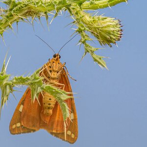 unter das Röckchen geschaut